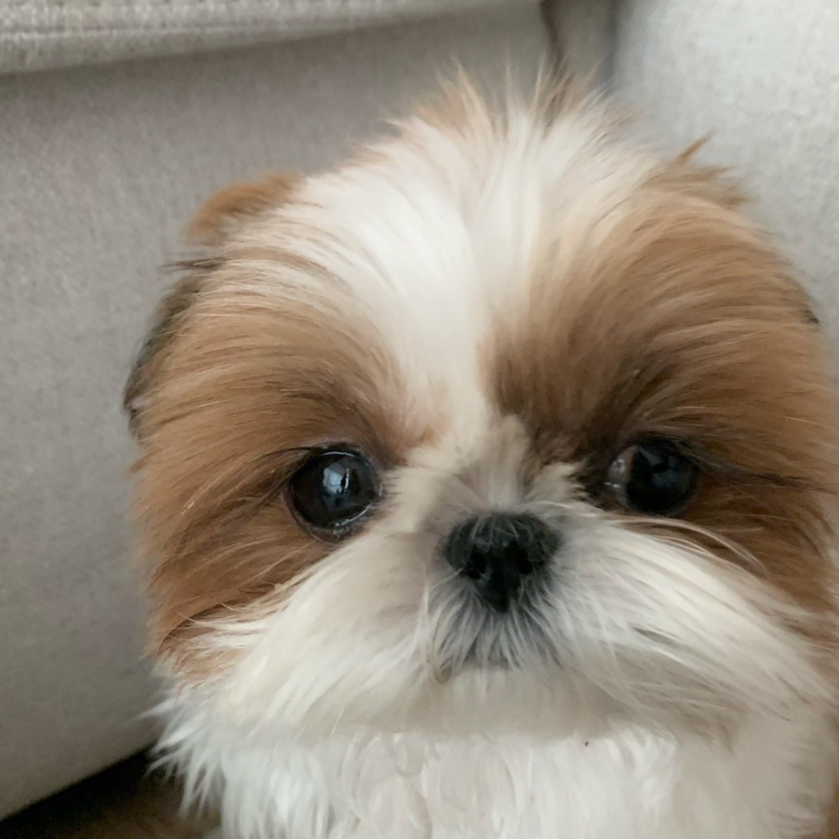 네모시츄 앵두짱 tweet media