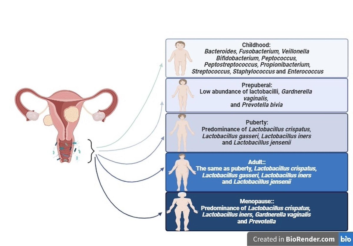 IAC_journal's tweet photo. Just published! Vaginal microbiota and gynecological cancers: a complex and evolving relationship https://t.co/ph6jQz7zeH https://t.co/m39NfIZ2lo