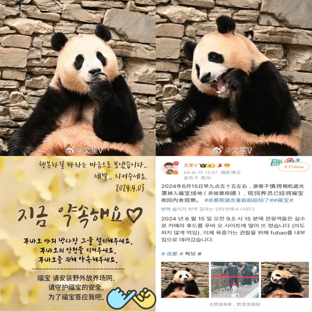 kimchlby's tweet photo. #savefubao 
우리영원한아기판다푸바오
#fubao 
받은행복돌멩이들돌려줄차례
#Fubao24hrCCTV 
푸의 사진 출처는 웨이보 https://t.co/p3AXFwO6qf