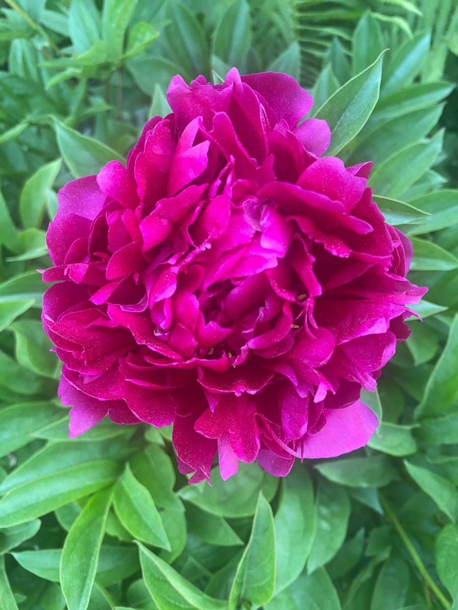 “…life and love are very precious when both are in full bloom.” ~Louisa May Alcott, Little Women
#blooms #love #louisamayalcottsorchardhouse