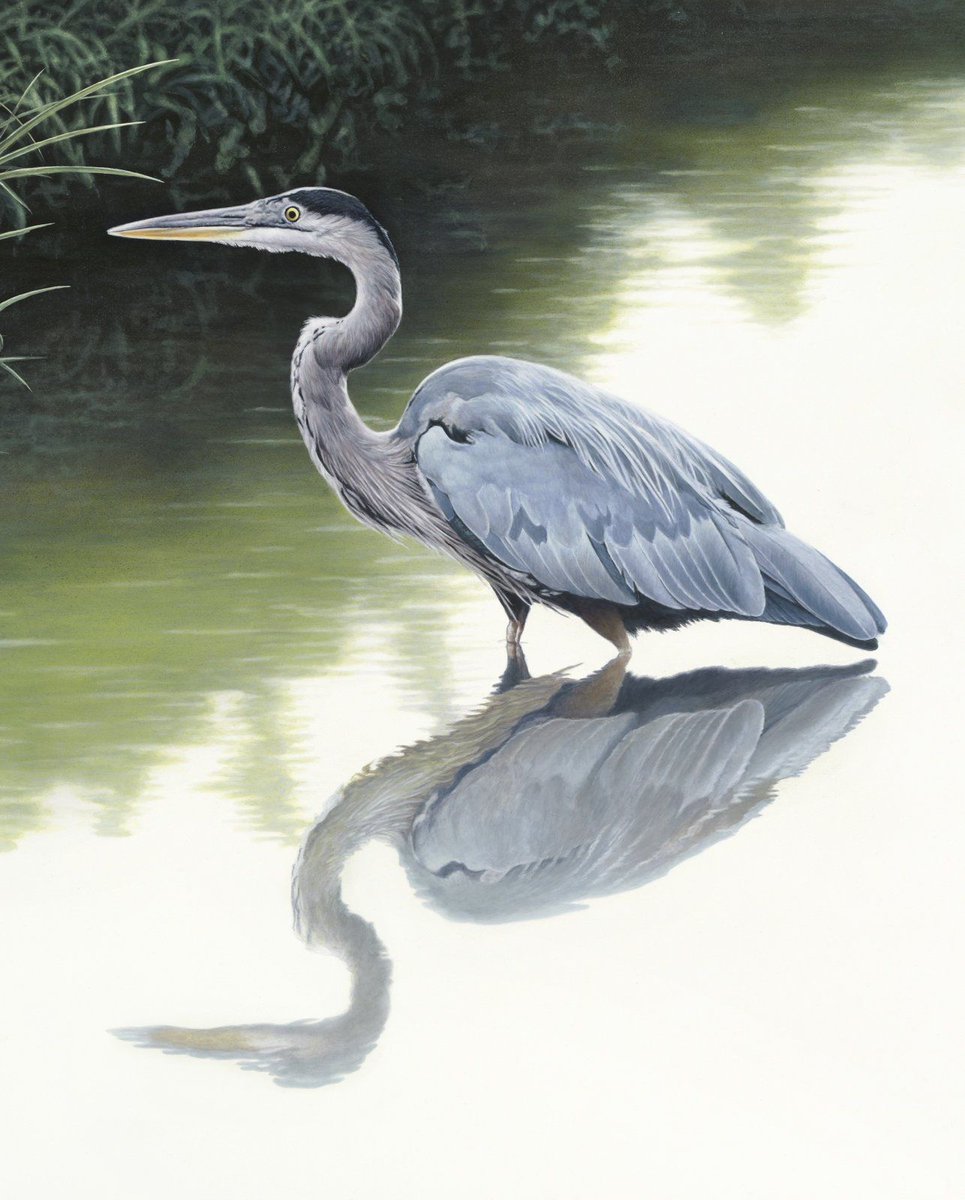 SewWhatQuilting's tweet photo. Beauty of Blue Heron Fabric Panel 36'x44" Limited Edition Prints by David Textiles Exclusives Quilt Fabric Panel

https://t.co/rekBmgIvk7 https://t.co/QlHi5fEDO1