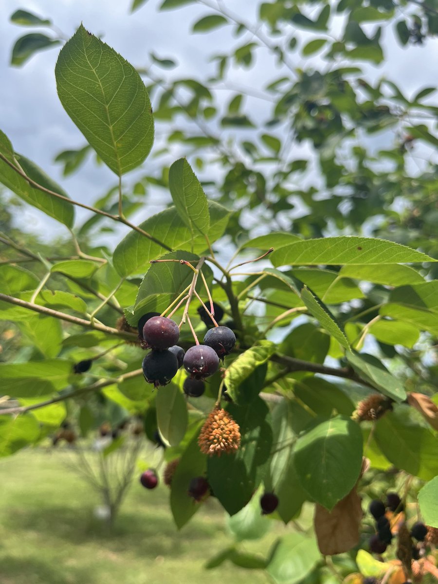 WDCGardener's tweet photo. Had a terrific time at the #serviceberry fest at @heartwoodnurseryinc with the @ladiesinthelandscape yesterday. The festival continues today and you can taste serviceberry wine and also see the Holly arboretum, purchase native plants, etc. #gardendc #dmvv #pa #nativefruit https://t.co/XSCcWJOmGf