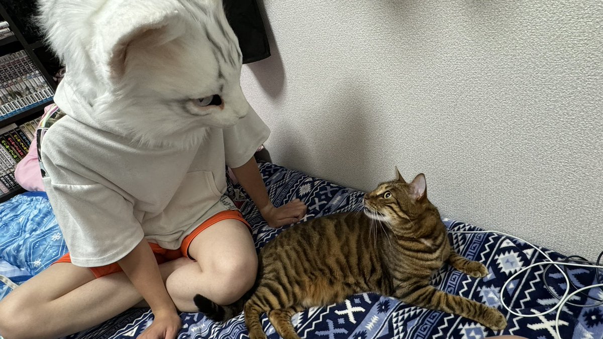yukineko_kar's tweet photo. ネコと和解せよ https://t.co/N0gEqtVWRa