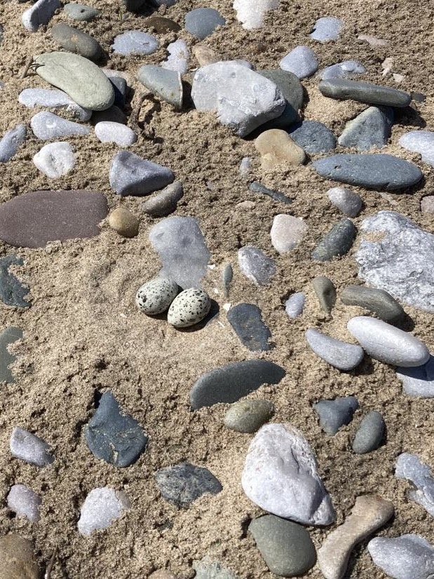 RNBWS member Lee Lapin recently volunteered to assist the North Wales Little Tern Group (NWLTG).  The group was established to help protect the last Little Tern colony in Wales, in partnership with Denbighshire Countryside Service. Great work! <a href="/NW_LITTLE_TERN/">NW LITTLE TERN GROUP</a>