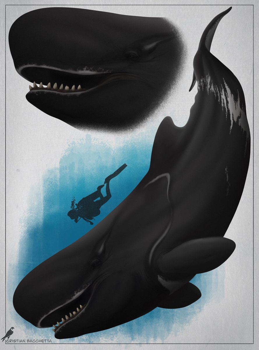 WandErful_art's tweet image. Since I’ve just entered my annual Marine Biology hyper fixation I’ll take the chance to re-post my Livyatan.
The colors were based on Long-finned pilot whales, with of course my own touch.

The detail   |   The painting
#paleoart