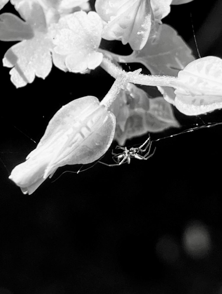 neenee14xx's tweet photo. π€π·οΈπ€π
#SpiderSaturday
#BlackAndWhiteMacro @BNW_Macro https://t.co/lanqygy337