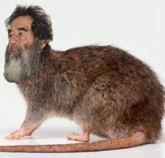 غيرت رأيي ما نذبحلكم طلي 🐑 
جبتلكم المهيب ابو الگمل  بشحمة وبالحمة بعد شتردون   

خوما قصرت وياكم بعثية تشرمقتدائية 😂

 #عيد_اعدام_صدام