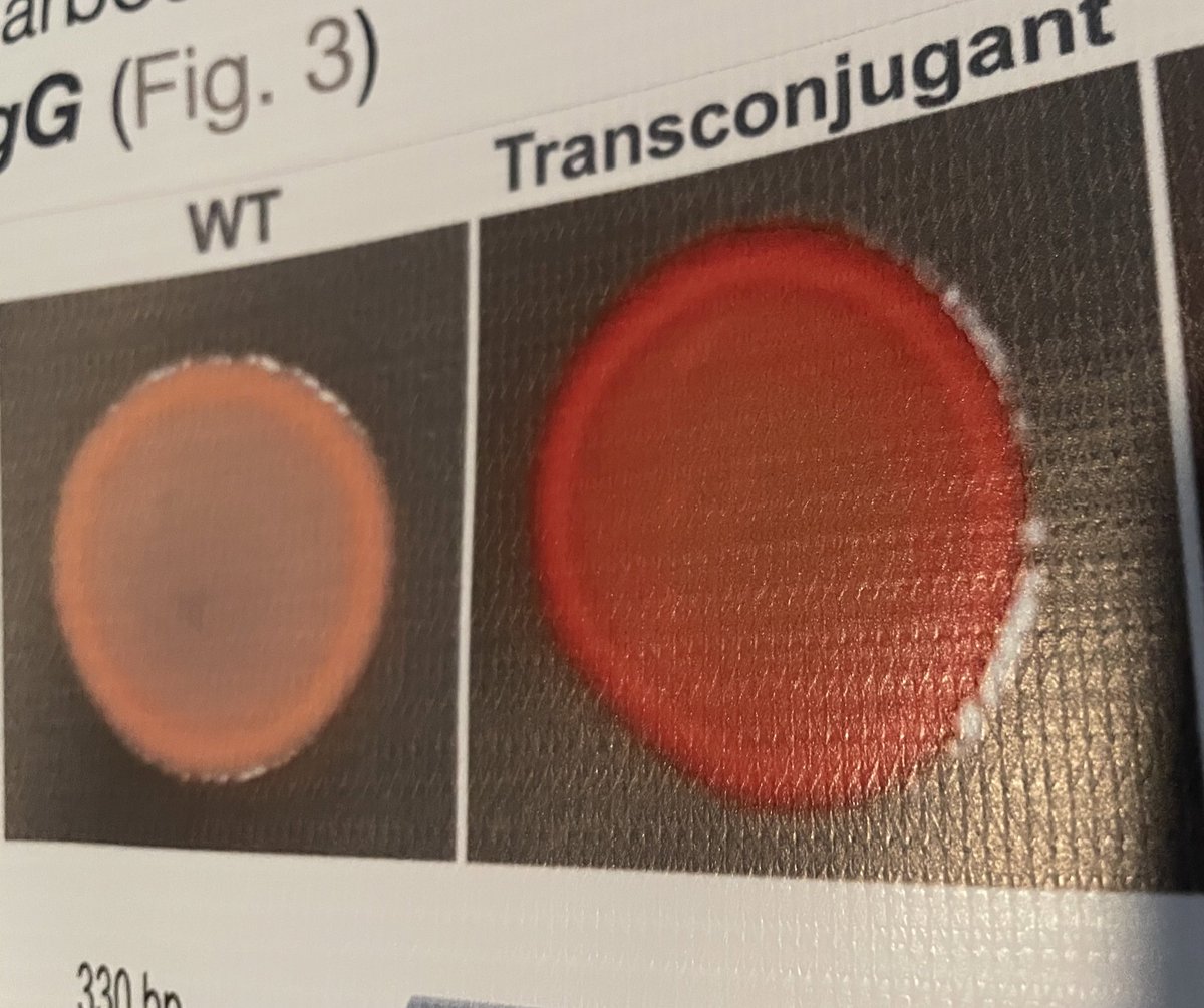 DPlazaSaez's tweet photo. Keen on antibiotic biosynthesis regulation? 💊

On the discovery of a secondary quorum sensing system? 🦠 

Come to MBP 605 poster today and let’s have a chat! 🤗

 #ASMicrobe 🇺🇸 🧫🧪😃

 #ASMMicrobe  #ASMmicrobe2024 #ASMicrobe24 #ASMicrobe2024 https://t.co/9I23Jz81iU