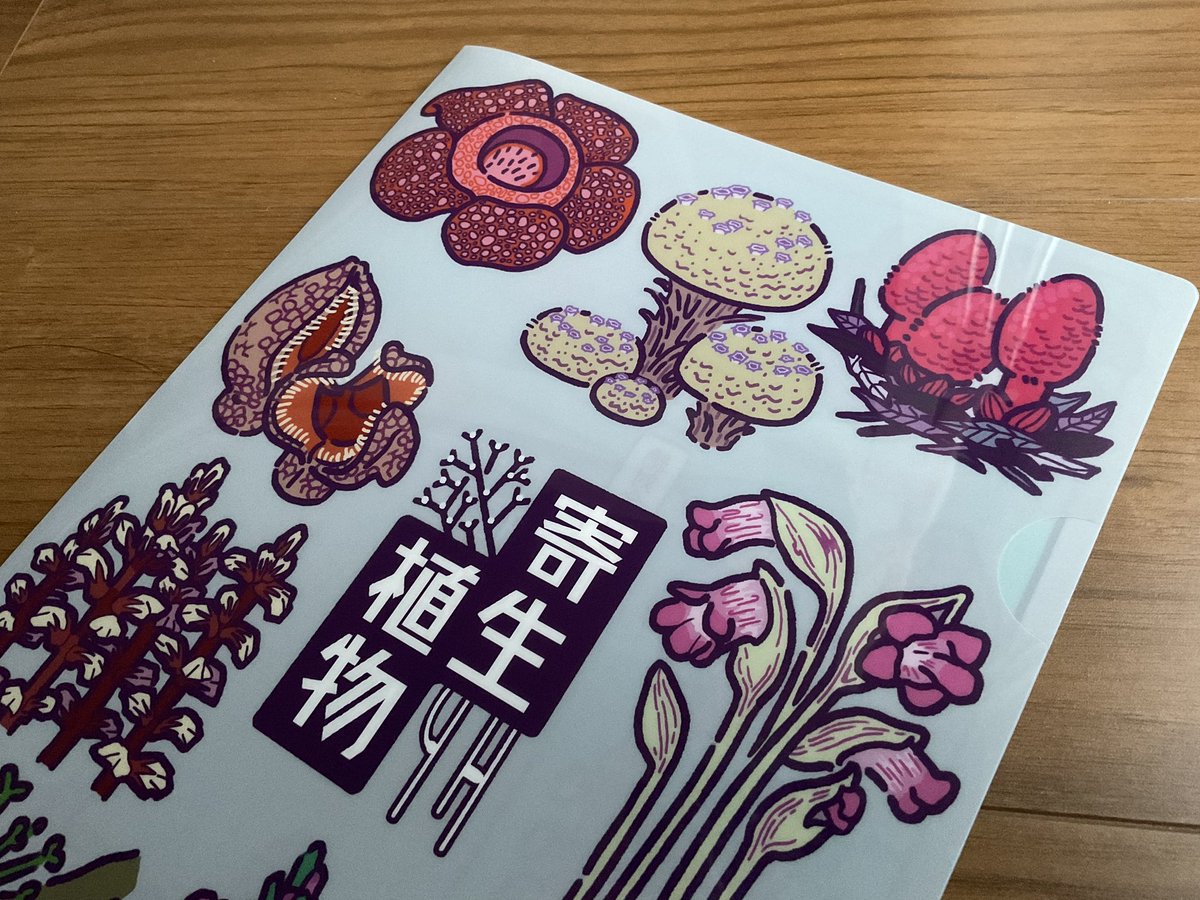 masu_masu8's tweet photo. 新しく作った寄生植物クリアファイルも7月の博物ふぇすに持っていきます。裏面は各植物がどの程度、宿主に依存しているかをざっくり色分けしています。
ます屋は7月20日（土）の１日出展、ブース【D-41】です〜
 #博物ふぇす https://t.co/Qjh5X7an3v