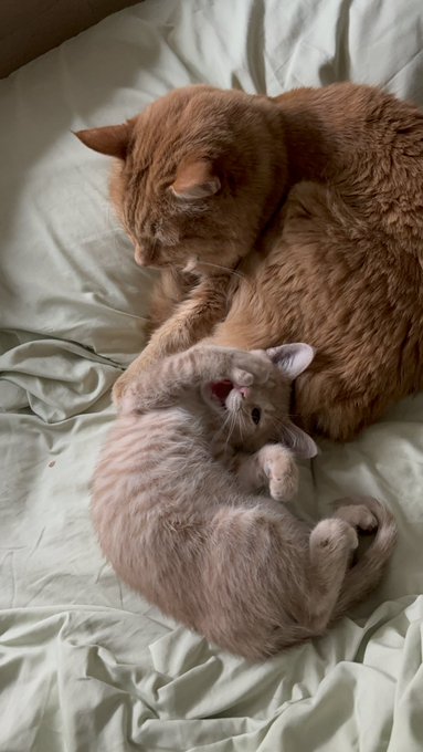 I can&rsquo;t https://t.co/SaHaZjsN40