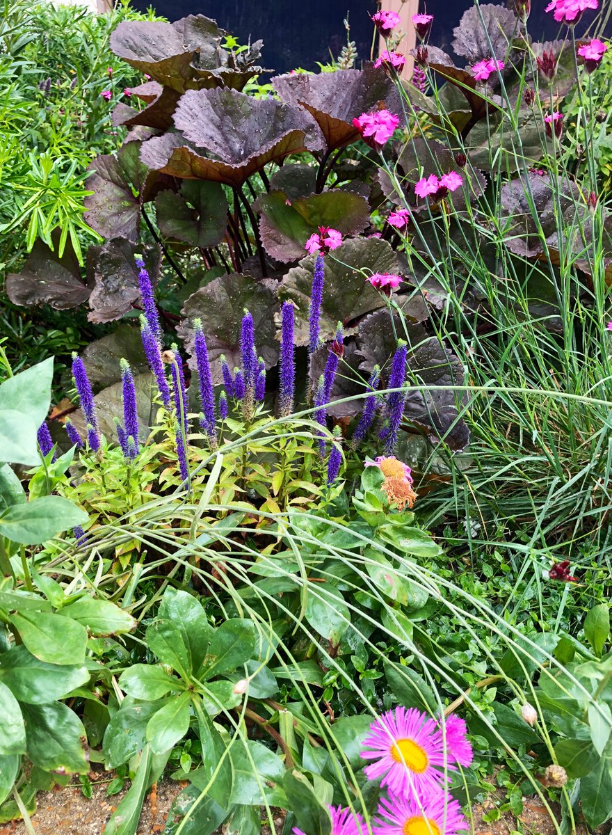🌱GreenFingers tweet media