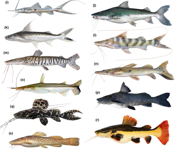 Phylogenomics of the catfish family Pimelodidae, including many top predators in Amazonian aquatic ecosystems, and an important human fishery. 

onlinelibrary.wiley.com/doi/10.1111/zs…