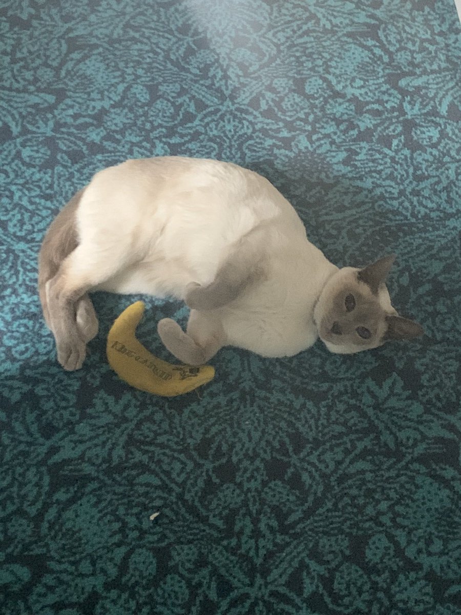 Theresa4Talent's tweet image. Hey #HWCafe can Viola ( now known as meow-a-lot!) have a #Flocker from the flinger? She’d like to try her new jumps ( practiced on elusive Bernard Blackbird resident Skypie!)