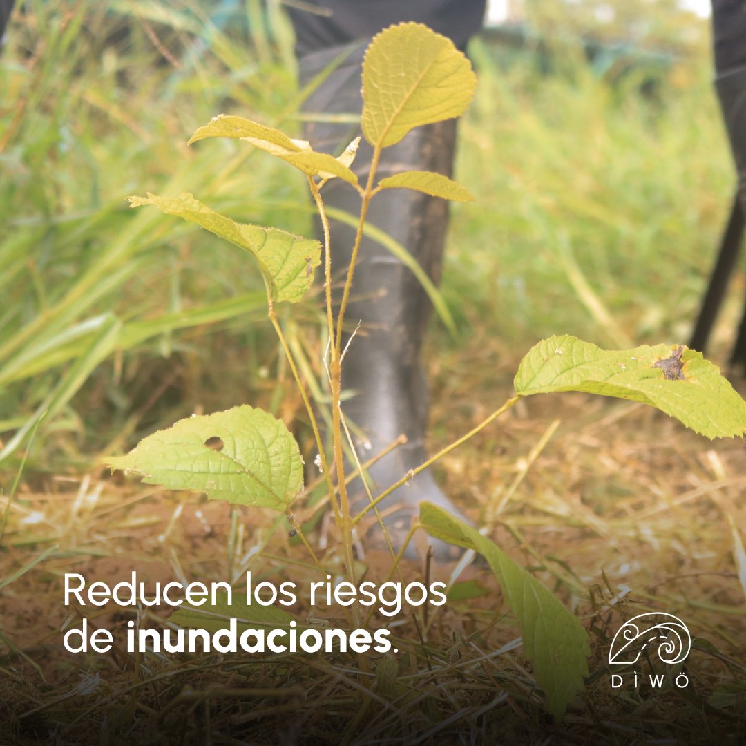 diwoambiental's tweet image. 🌳Para conmemorar el Día Nacional del Árbol plantamos 80 árboles (donados por Diwö) junto a estudiantes del Colegio Técnico Profesional de Osa y el Ministerio de Agricultura y Ganadería. 🌱🎓

Esta actividad fue parte de la Siembratón 2024. #PlantandoFuturo #PISCCA
@FranceCR