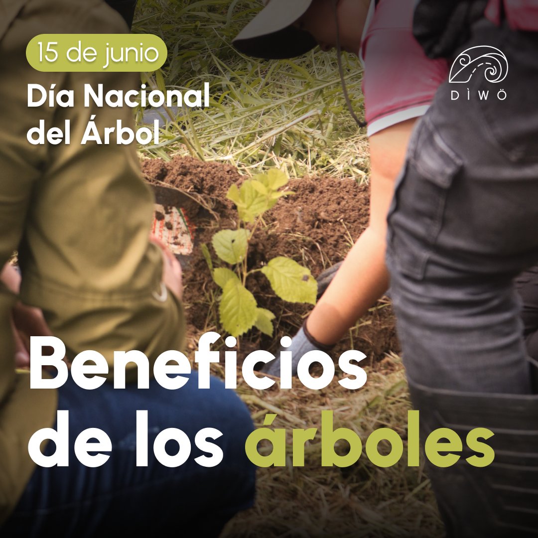 diwoambiental's tweet image. 🌳Para conmemorar el Día Nacional del Árbol plantamos 80 árboles (donados por Diwö) junto a estudiantes del Colegio Técnico Profesional de Osa y el Ministerio de Agricultura y Ganadería. 🌱🎓

Esta actividad fue parte de la Siembratón 2024. #PlantandoFuturo #PISCCA
@FranceCR