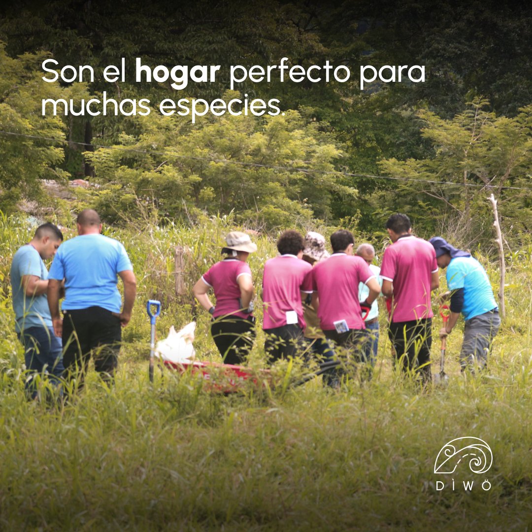 diwoambiental's tweet image. 🌳Para conmemorar el Día Nacional del Árbol plantamos 80 árboles (donados por Diwö) junto a estudiantes del Colegio Técnico Profesional de Osa y el Ministerio de Agricultura y Ganadería. 🌱🎓

Esta actividad fue parte de la Siembratón 2024. #PlantandoFuturo #PISCCA
@FranceCR