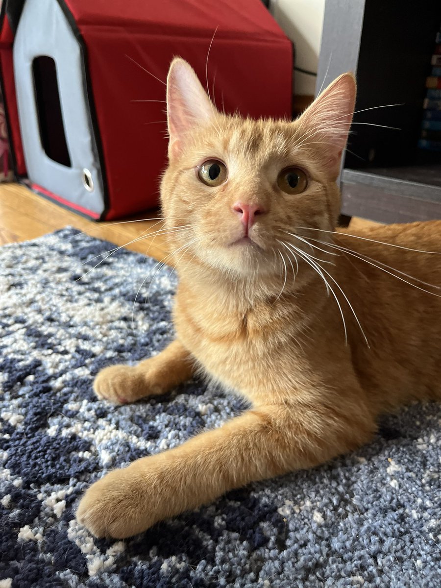 Aussieshell4 tweet media