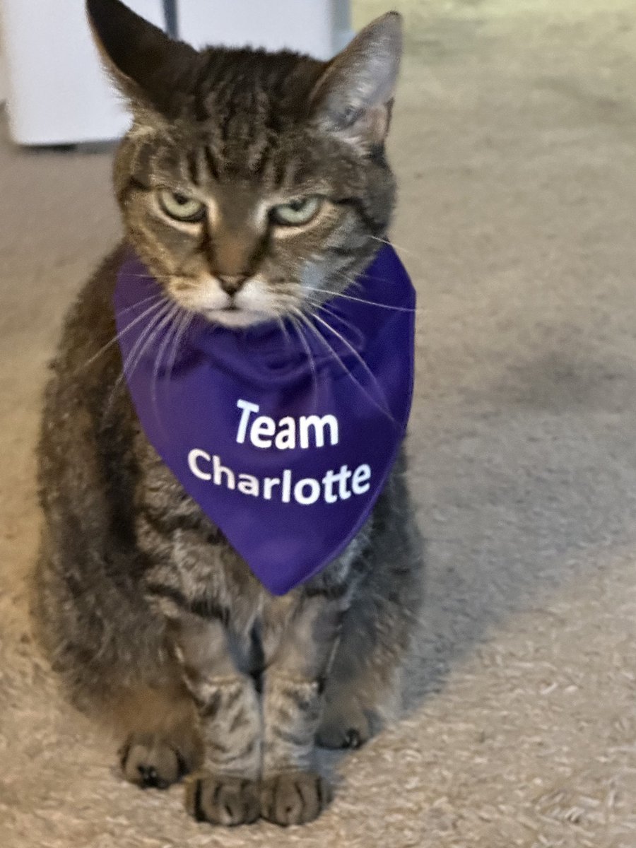 Auden (fka Maxie) is positively THRILLED that Charlotte is running for City Council - but might be a bit bothered by not being able to vote! <a href="/kingstreetcats/">King Street Cats</a> #alexandria #citycouncil #CharlotteforAlexandria