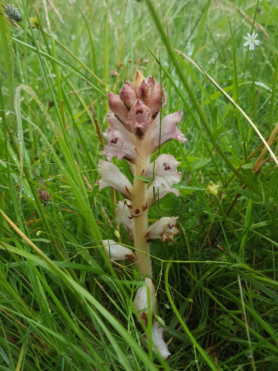 KentFieldClub's tweet image. Clove-scented Broomrape at Old Park, Canterbury, during today's field meeting. One of 45 counted, but apparently 67 were counted earlier this year. Outside the SSSI and threatened by development. @BSBIbotany @Love_plants #wildflowerhour