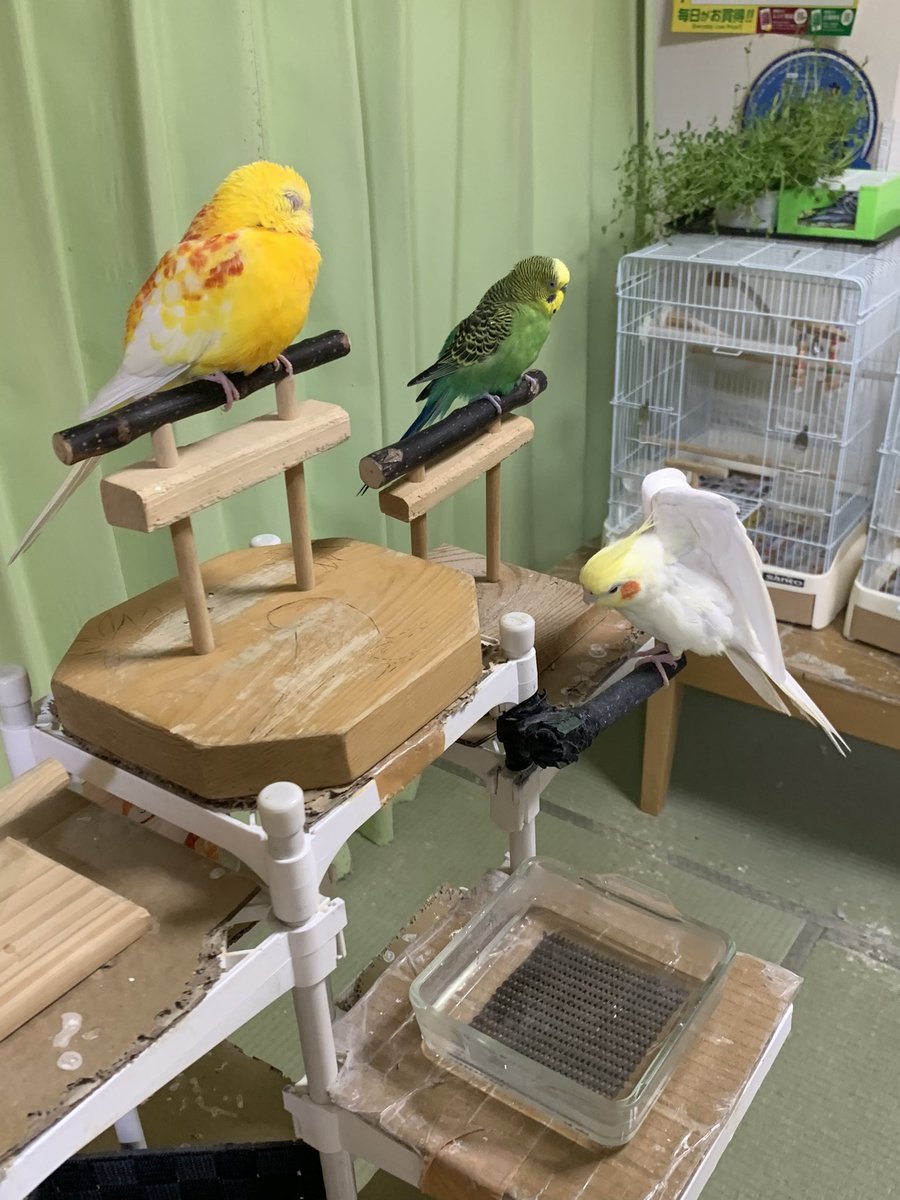 <a href="/channel_pato/">ヨウムのパトチャンネル〜PATO CHANNEL〜</a> ありがとうございます😊