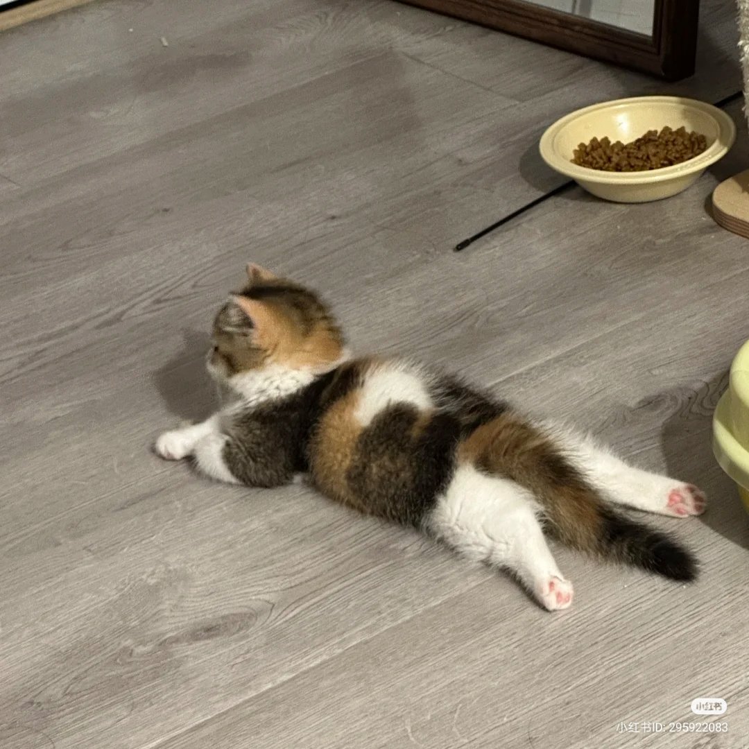 No Context Cats tweet media