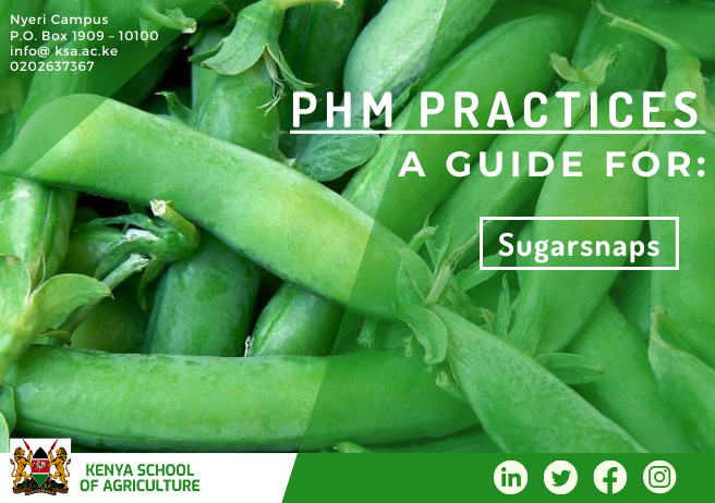 KSA_KEN's tweet photo. Looking to venture into the #exporting business from #Kenya to #Europe? Start strong with our Post-Harvest Loss Guide for Sugarsnaps!
Join our short course to master the export market!
@kilimoKE #KSA #Agribusiness #PostHarvest #SustainableFarming
https://t.co/ZBl7mextFP https://t.co/JeRyc9hgE0