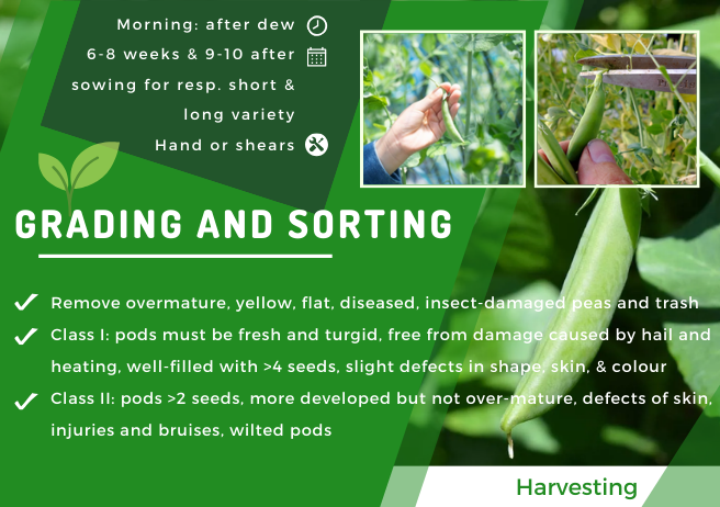KSA_KEN's tweet photo. Looking to venture into the #exporting business from #Kenya to #Europe? Start strong with our Post-Harvest Loss Guide for Sugarsnaps!
Join our short course to master the export market!
@kilimoKE #KSA #Agribusiness #PostHarvest #SustainableFarming
https://t.co/ZBl7mextFP https://t.co/JeRyc9hgE0