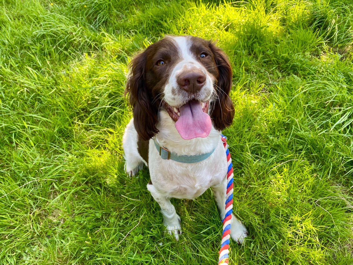 Sunshine and a happy spaniel 😊