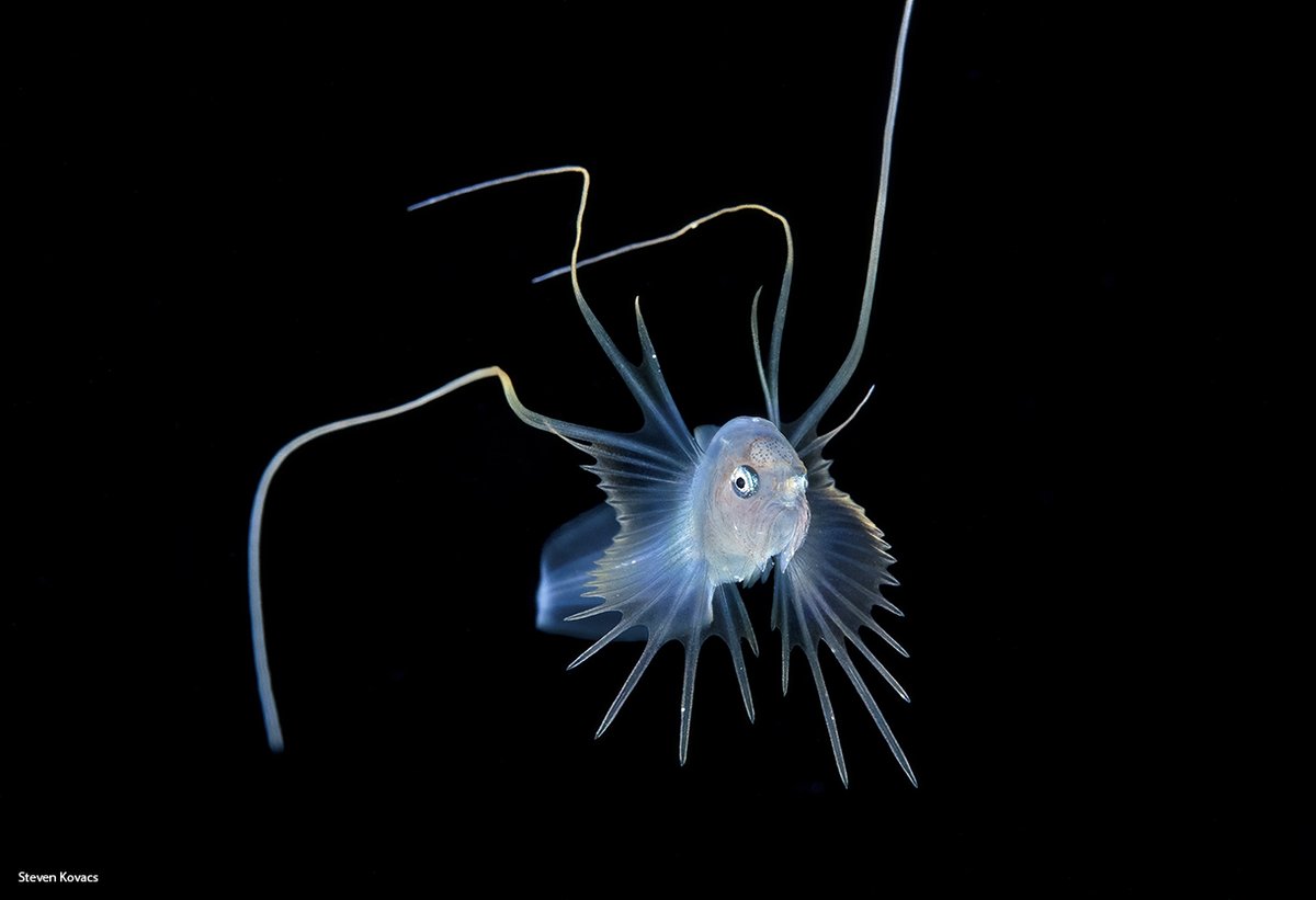 The elusive Cusk Eel, Xyelacyba myersi. Blackwater dive off Palm Beach, Florida #ikelite