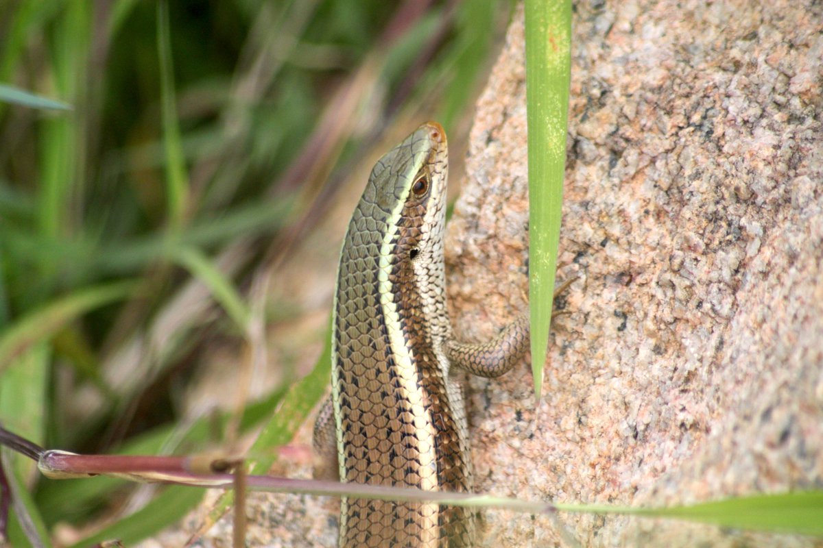 macrobyrahul's tweet image. Lizard on a Rock with Grass  #MacroPhotography #NaturePhotography #WildlifePhotography #Lizard #Reptile #NatureLovers #CloseUpShot #Wildlife #Nature #MacroShot #AnimalLovers #Photography #NaturePerfection #InstaNature #NatureBrilliance #WildlifePerfection #ExploreNature