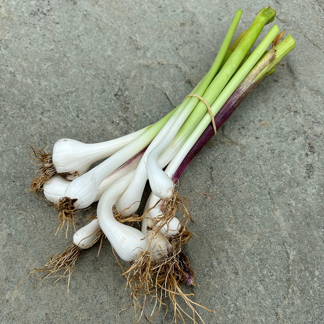 Fresh Young Green Garlic - now in stock!