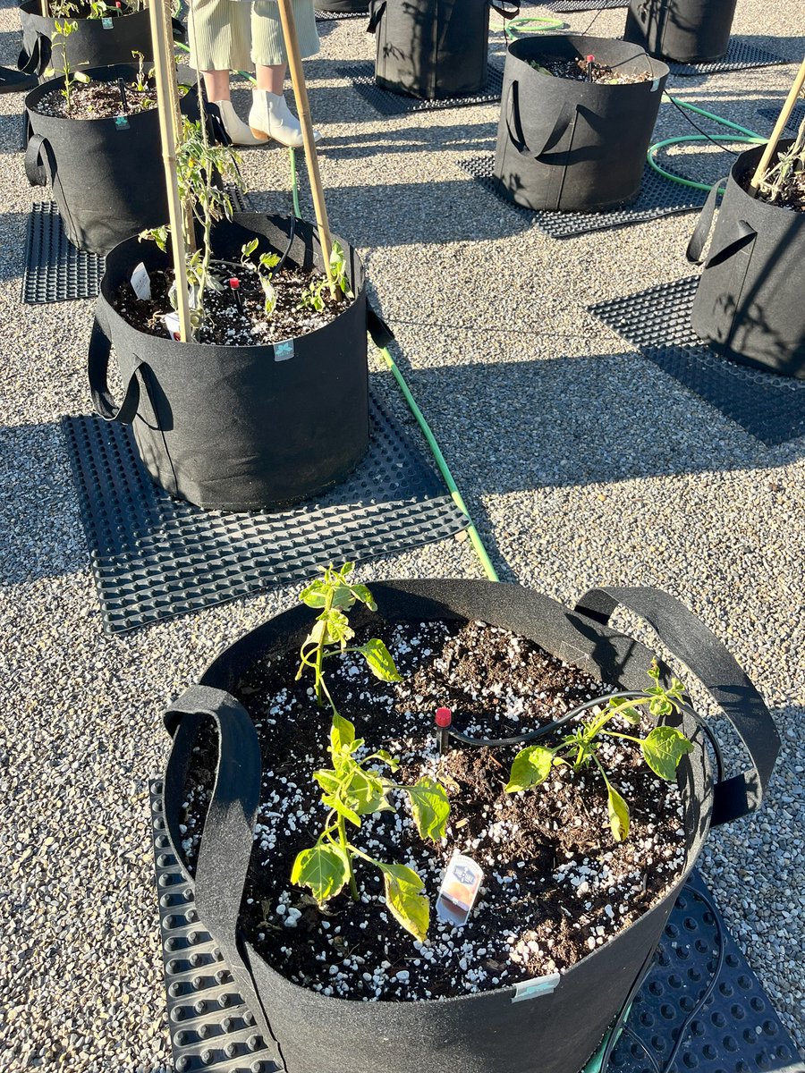 Edmonton's Food Bank (@yegfoodbank) on Twitter photo Had a great time at the launch of <a href="/kingswaymall/">Kingsway Mall</a> roof top garden! It will be tended to by mall staff, <a href="/microhabitat_ca/">Microhabitat</a> @glassearthyeg & @stevesbeesknees and donated to us.
Thanks to everyone for helping people in need! Thank YOU! #yeg #edmonton #feedyeg #yegfoodbank #garden Had a great time at the launch of <a href="/kingswaymall/">Kingsway Mall</a> roof top garden! It will be tended to by mall staff, <a href="/microhabitat_ca/">Microhabitat</a> @glassearthyeg & @stevesbeesknees and donated to us.
Thanks to everyone for helping people in need! Thank YOU! #yeg #edmonton #feedyeg #yegfoodbank #garden