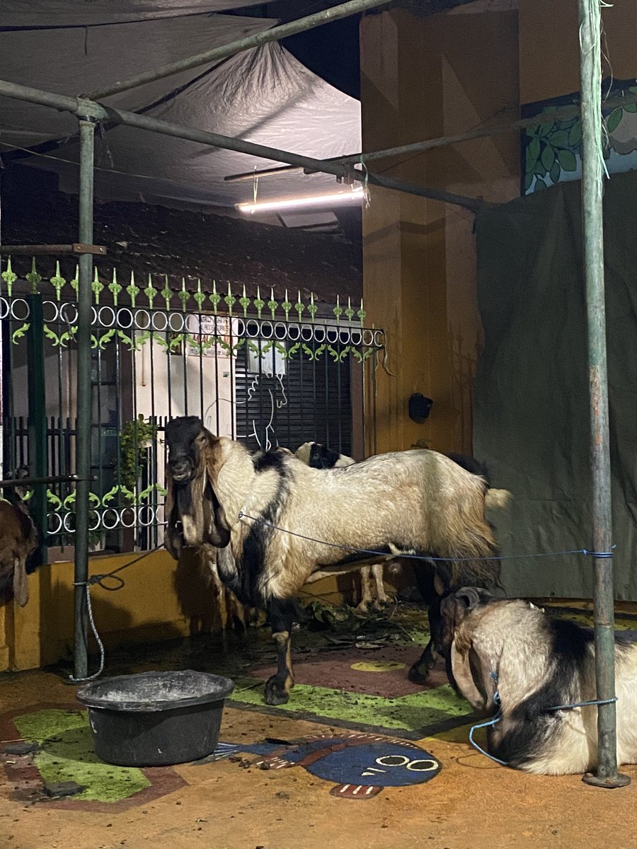 Afif_ajaa's tweet photo. StillLebouss🐐 https://t.co/5cTxMQYt3l