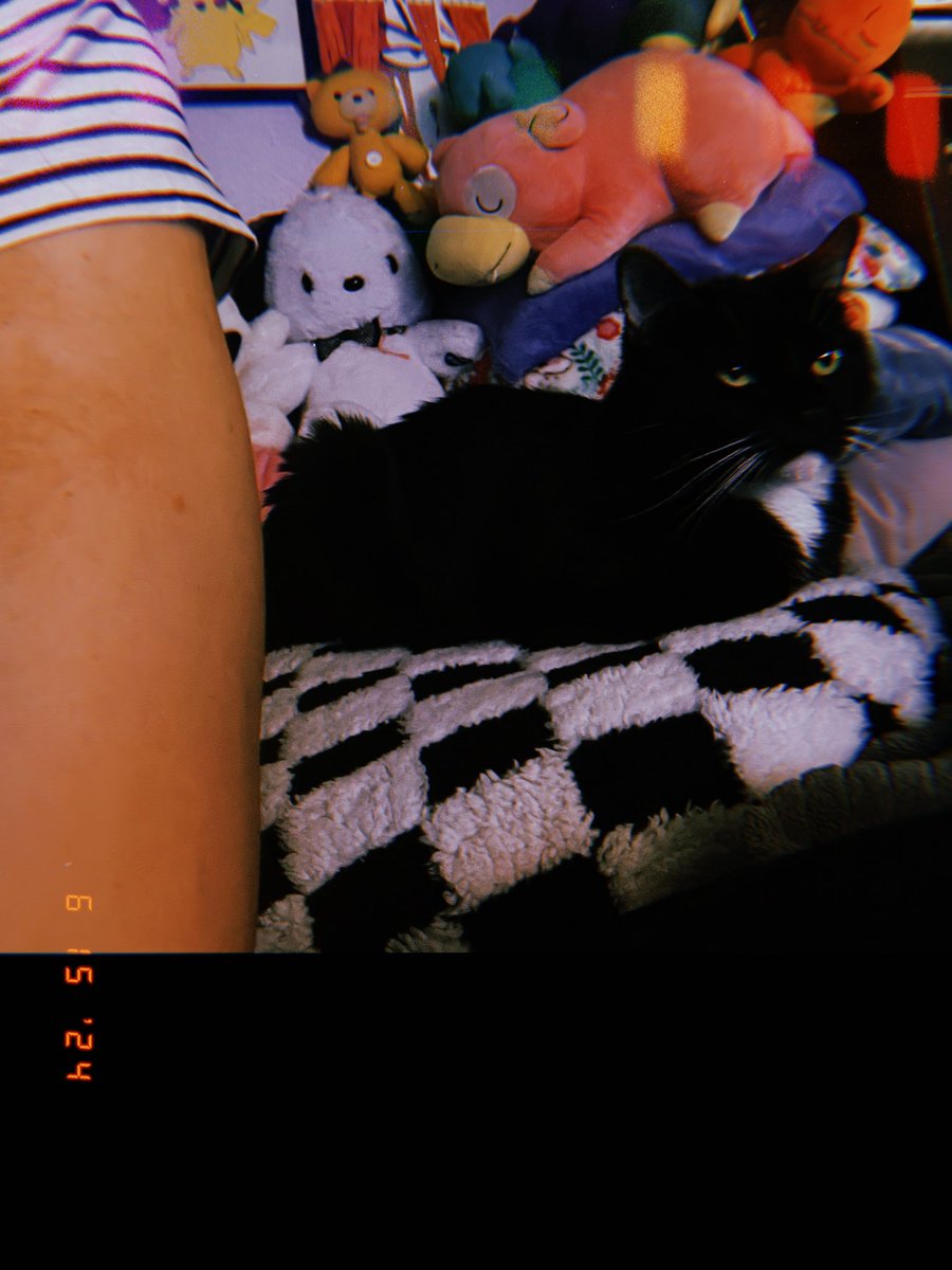BobasRawr's tweet photo. She’s not impressed #onyxia #cat #dragonkitty https://t.co/vIBXFAP35u