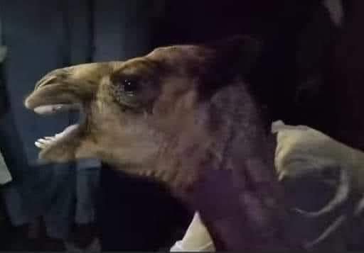 PakistanJannatt's tweet image. بے زبان کی یہ دھاڑیں کیا عرش نہیں ہلائیں گی 💔😭