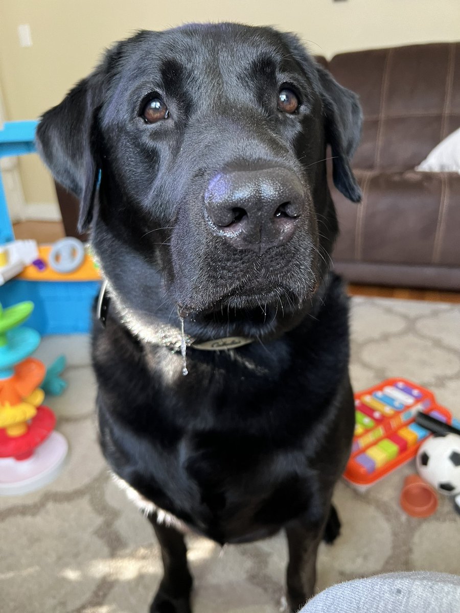 Milo Man & Morgan (@MiloManBlackLab) / Posts / X