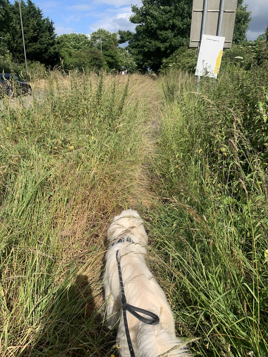 LebbyRachel1's tweet photo. The path home ??? Seriously?? What is my council tax paying for ?? https://t.co/u27o0L6YOw