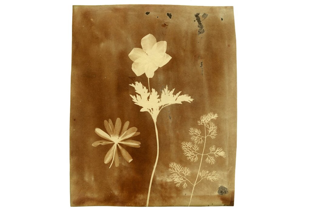 Bodleian Libraries tweet media