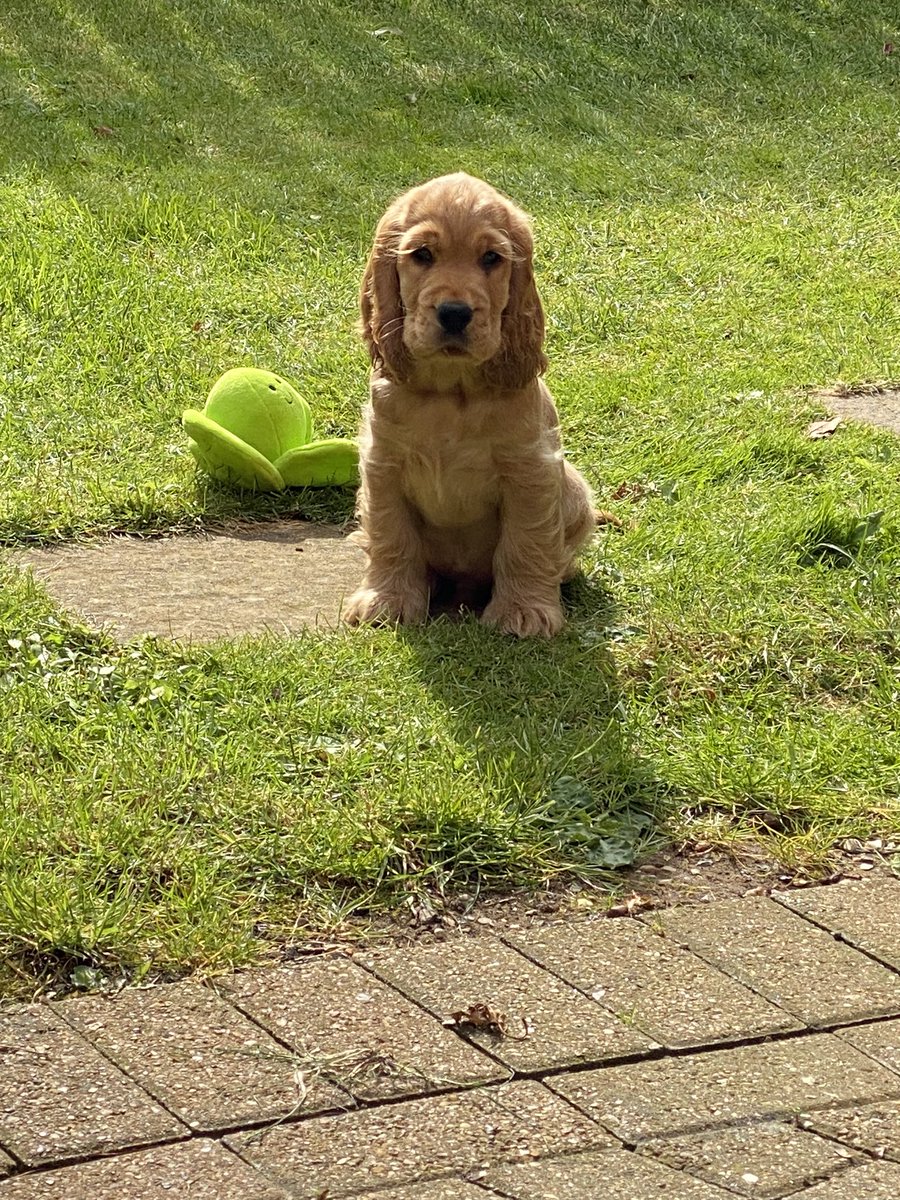 Reu the Cocker tweet media