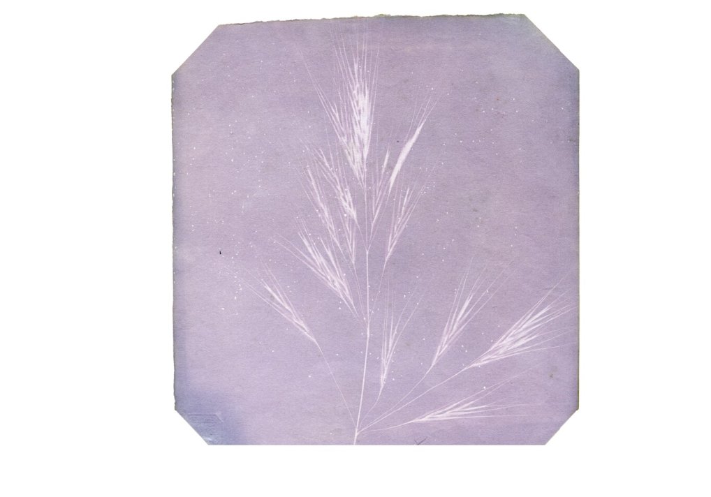For National Nature Photography Day, admire these early photography negatives, from techniques pioneered by William Henry Fox Talbot. First collected by John Dillwyn Llewelyn, this private collection is part of the Bodleian Special Collections go.glam.ox.ac.uk/talbot CC-BY-NC 4.0