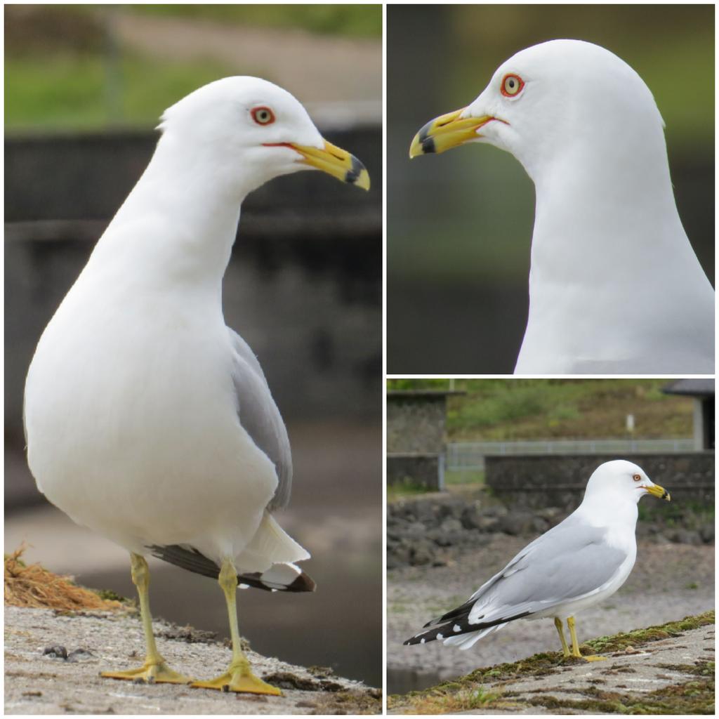 Finally caught up with the Loch Turret Ring-billed Gull today.