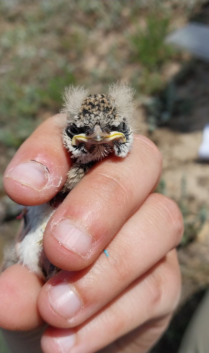 coleyoptera's tweet photo. In addition to the Horned Larks and Chestnut-collared Longspurs, the Long-billed Curlews have begun hatching! These little guys are telling us so much about how the American Prairie works : ) 
(Observed and handled with proper permits  and experience) https://t.co/x9xXL9IfBN