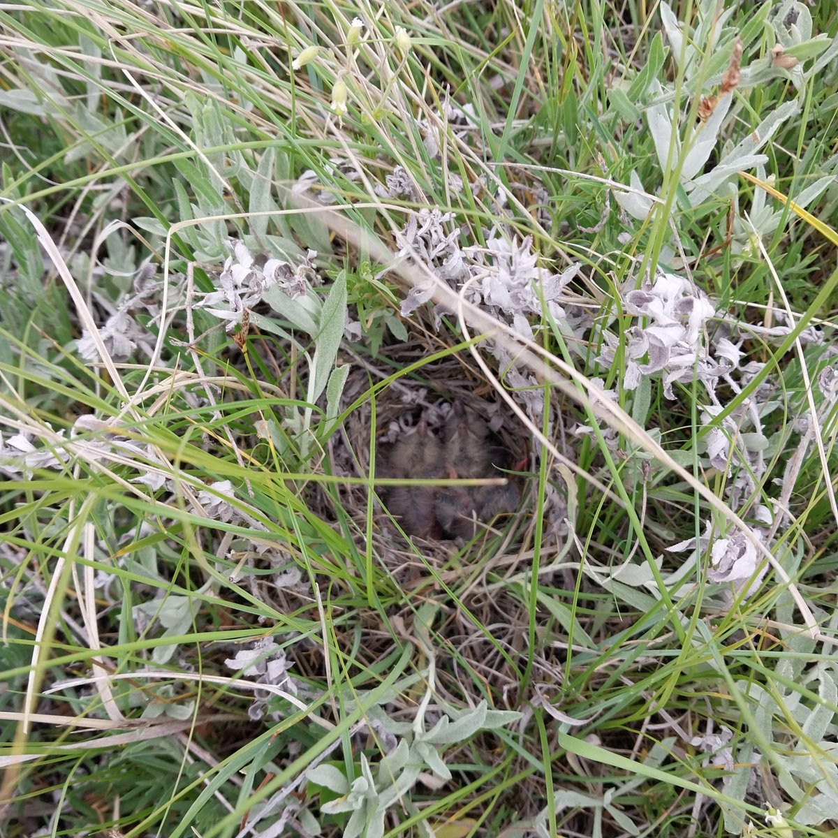 coleyoptera's tweet photo. In addition to the Horned Larks and Chestnut-collared Longspurs, the Long-billed Curlews have begun hatching! These little guys are telling us so much about how the American Prairie works : ) 
(Observed and handled with proper permits  and experience) https://t.co/x9xXL9IfBN