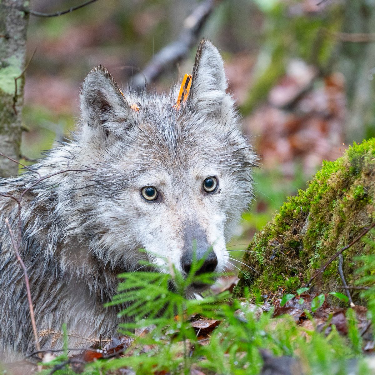 What a difference a year makes! Last year, Wolf O4D, the breeding female of Windsong, spent much of her summer eating cow calf poop and finding/creating holes under the 7.5 mile fence we put up to keep wolves out of this ranch.