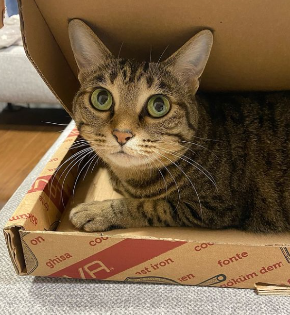 kiji1674_UNOF's tweet image. what kind of pizza is this