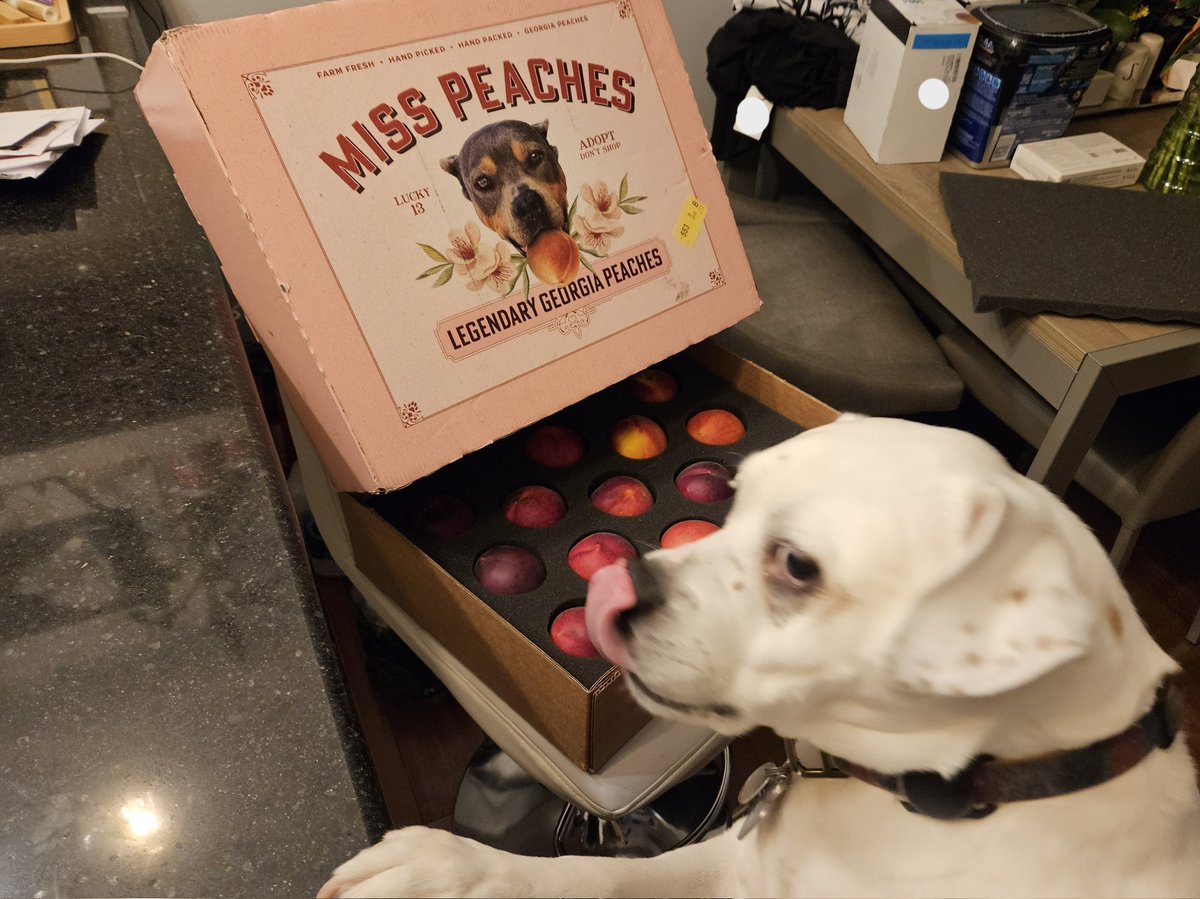 thecarlnitti's tweet photo. Max loves Miss Peaches Peaches. He gets to help his friends and eat some sweet smelling peaches at the same time. Cc @stoolpresidente @barstoolsports #MissPeaches #RescueDogs https://t.co/A9IuK3A8v5