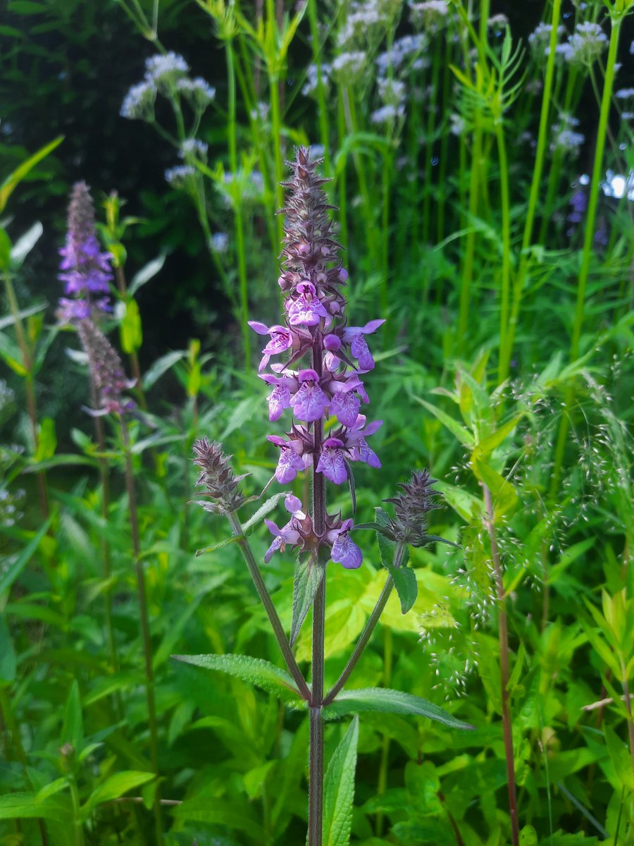 LadyUiterweerd's tweet photo. In de paar zonnige uurtjes van vandaag wat plantjes uitgeplant. Er staat nog genoeg, en ik wilde eigenlijk wachten tot de slakkenplaag wat minder was, maar dat wordt hem niet. 😬
Op hoop van zegen dan maar. https://t.co/nc1rwkdUo5