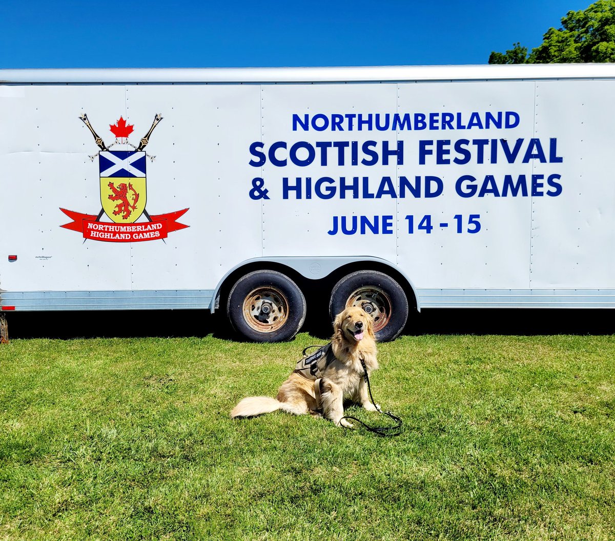 PTSD Service Dog tweet media