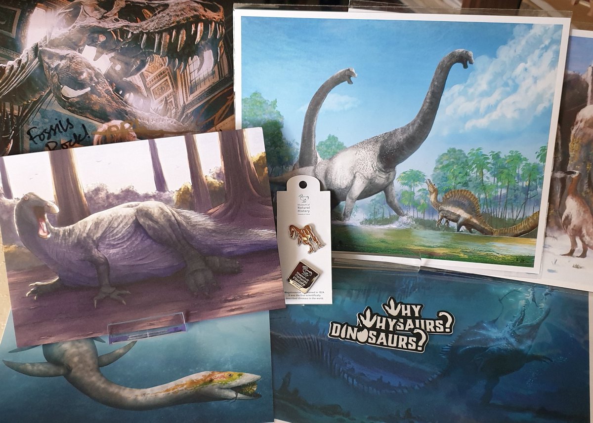 TetZoo's tweet image. I don&apos;t want to gloat about my #LymeRegis #FossilFestival 2024 hoarde... and I didn&apos;t buy that much... but