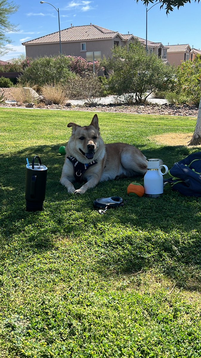 Some rest and relaxation time with my doggo before I start working. Always remember to make yourself and your family a priority! 

Goal for today: source until I find at least $500 in gross profit.